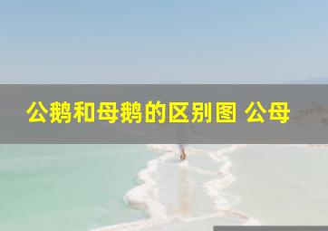 公鹅和母鹅的区别图 公母